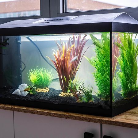 Апартаменти Studio Chaleureux Avec Aquarium Марк-ан-Барель Екстер'єр фото