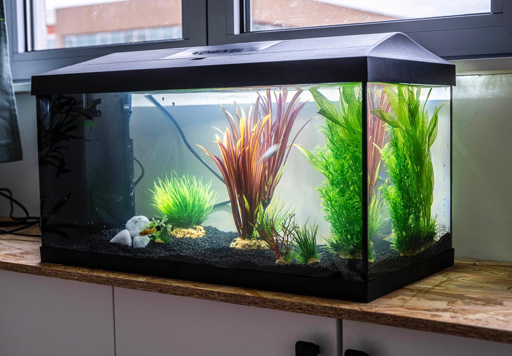 Апартаменти Studio Chaleureux Avec Aquarium Марк-ан-Барель Екстер'єр фото